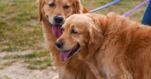 Dog show back on after heatwave postponed event
