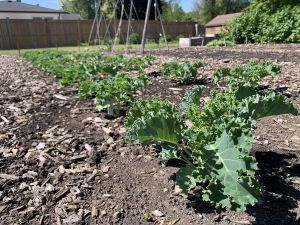 GARDEN CLIPPINGS: Planting summer vegetable seeds