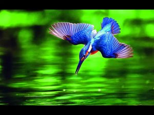 Business as second nature: Biomimicry offers a framework to shift from replication to innovation using natural principles