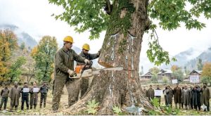 Chinar: The Fallen Royal