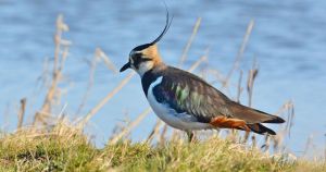 Farmland bird count highlights need to provide winter food for vulnerable species