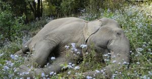 Rescued From Haryana's Streets in 2013, This Elephant Spent 12 Years Building a Herd of Her Own.