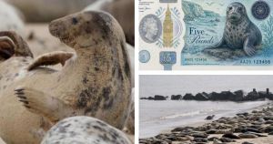 How your vote could get seals who love Norfolk onto country's new bank notes