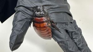 100.000 Kakerlaken beschlagnahmt – Rekordfund in Australien