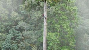84 Meter: Höchster bekannter Baum Ostasiens steht in Taiwan