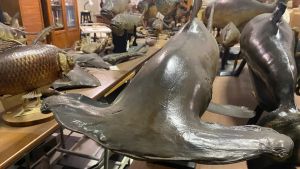 La Scarpa cerca dei mecenati: riaprire costerà 700mila euro