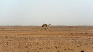 49 Menschen verdursten nach Lkw-Panne im Niger