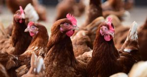 Bird flu prevention zones finally lifted as disease risk level is lowered