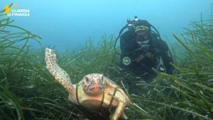 Vera torna in mare dopo il salvataggio: tartaruga Caretta Caretta liberata a Livorno