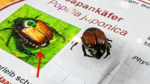 Die Flugzeit des Japankäfers hat begonnen: Sieben Antworten rund um den gefräßigen Schädling