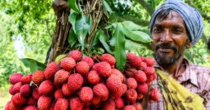 At 74, This Wayanad Farmer Harvests 3 Tonnes of Litchis From Just 12 Trees