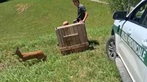 Capriolo bloccato tra siepi e recinzioni, scatta l’operazione di recupero: il video del rilascio