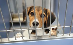 Forbes Daily: Pet Adoptions Are Slowing As Consumers Cut Back On Costs