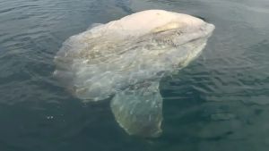 Enorme, galleggiava a pelo d’acqua: un pesce luna trovato morto a Sistiana