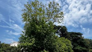 Il platano centenario della Floridiana a rischio. Si tenta di salvare il «monumento botanico»