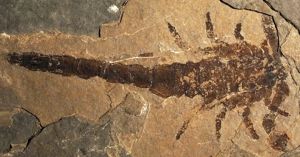 Cientistas identificam maior escorpião já encontrado