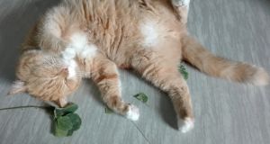 Why does catnip make cats ‘high’? Oddly enough, it’s probably because of mosquitoes.