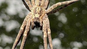 Nosferatu-Spinne wohl inzwischen bundesweit verbreitet
