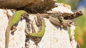 ‘Sargantanes’ o la crónica de una extinción anunciada