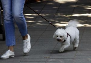 Šokantni podaci iz Španije: Ljubimaca skoro duplo više nego djece