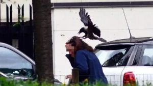 Scontro a Pordenone sulla cornacchia: firmata la terza ordinanza di abbattimento, gli animalisti ricorrono al Prefetto