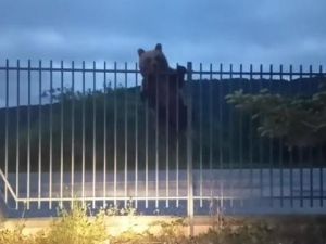 Castel di Sangro, un orso adulto gira per il centro. Il sindaco: «Non ha collare, non si può geolocalizzare» |