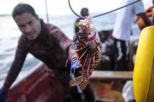 The hunt for the red lionfish — a beautiful and dangerous invader