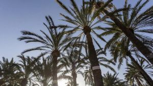 Urbanismo y Palmeral