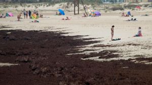 «Rugulopteryx okamurae» en Galicia: el invasor que fabrica medio millón de copias por metro cuadrado