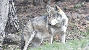 Dalla Cajada fino in Austria: grazie al radiocollare monitorato il lupo “Mirco”