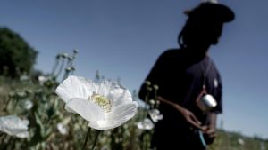 Nómadas de toda Europa cosechan el peligroso opio silvestre en Toledo: 