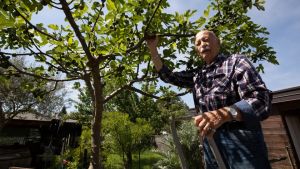 L’orto delle meraviglie della famiglia Giacovaz e il fico “miracoloso”: «Si è salvato dalla grandine»