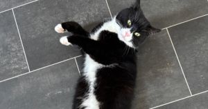 Why 18 cats hold the real power on a tiny Scottish island