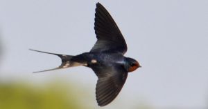 Swallow numbers in sharp decline as renowned summer bird arrives in our skies