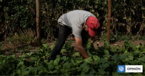 Inocuidad alimentaria: la oportunidad del campo chileno