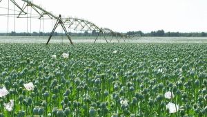 Las plantaciones de opio se mantienen en secreto en España, el mayor productor mundial: 