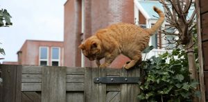 How you can stop your cat from bringing home unwelcome pathogens