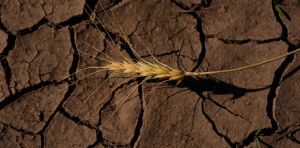 What happens when the world’s breadbaskets start failing simultaneously?