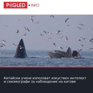 Китайски учени използват изкуствен интелект и сеизмографи за наблюдение на китове