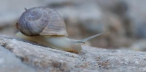Cuando una especie se mezcla con otra hasta el borde de la desaparición, ¿intervenimos o dejamos actuar a la evolución?