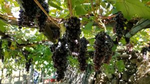 Crisi del vino in Piemonte: «Dobbiamo difendere il prezzo dell’uva»