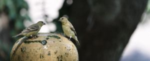 Richtig streiten #7: Die Spontanität der Äußerung