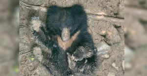 Trapped, Dehydrated, and Running Out of Time: The Rescue of a Sloth Bear in Odisha