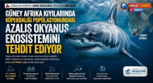 Güney Afrika Kıyılarında Köpekbalığı Popülasyonundaki Azalış Okyanus Ekosistemini Tehdit Ediyor