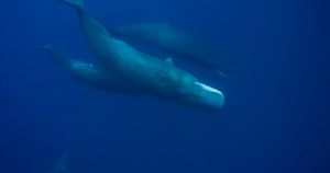 Le XXIe siècle sera océanique, par Sylvia Earle et James Cameron