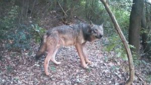 Caserta, il ritorno del lupo