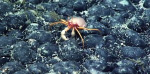 Mining companies may soon bypass UN rules and mine the deep‑sea