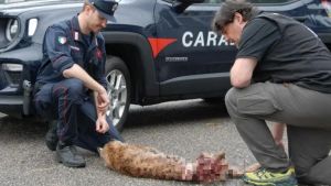 Lince investita sull'A23 a Chiusaforte: è il primo caso in Italia, ma i dati confermano l'espansione della specie