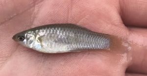 Como uma espécie de peixe vive sem machos há milhares de anos?