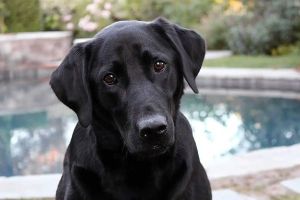 Sorry, Labradors. After 31 years, America has a new favorite dog.